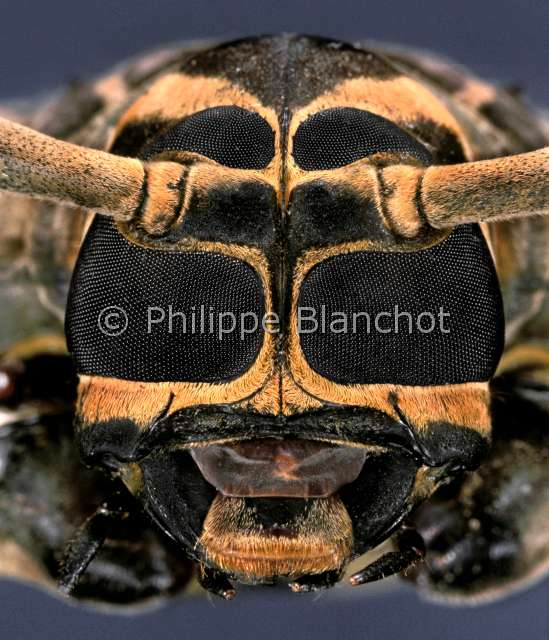 Acrocinus longimanus 2.JPG - Acrocinus longimanus (Portrait)LongicorneArlequinLong horned beetleColeopteraCerambycidaeGuyane